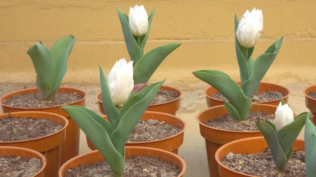 WhatsApp Image 2026-01-24 at 2.38.02 PM