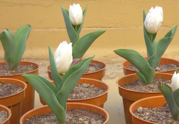 WhatsApp Image 2026-01-24 at 2.38.02 PM